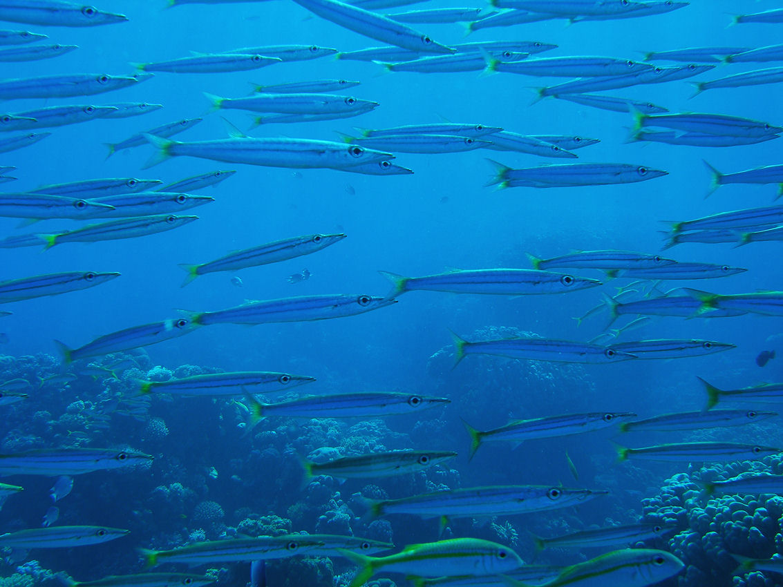 Sphyraena flavicauda (Barracuda dalla coda gialla)